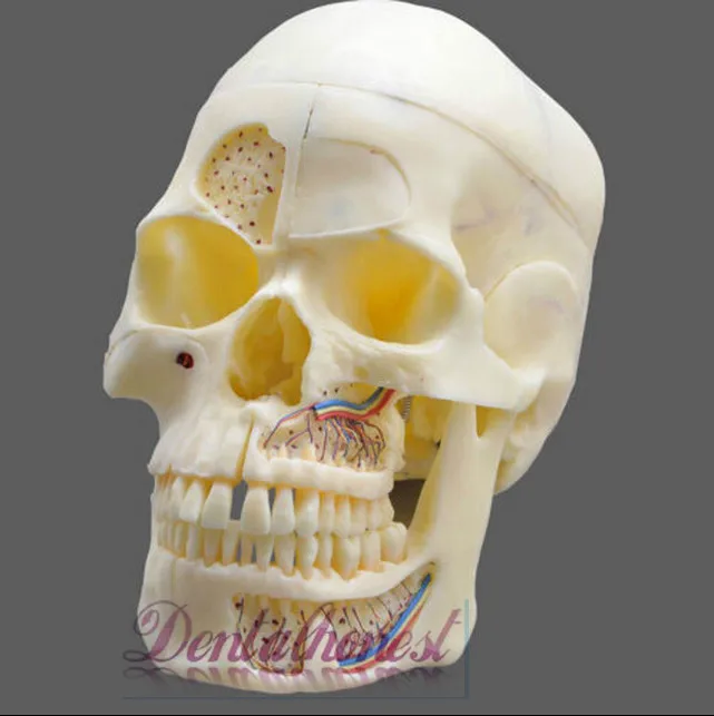 Модель стоматологической головки № 5004 02-съемная модель черепа Pro
