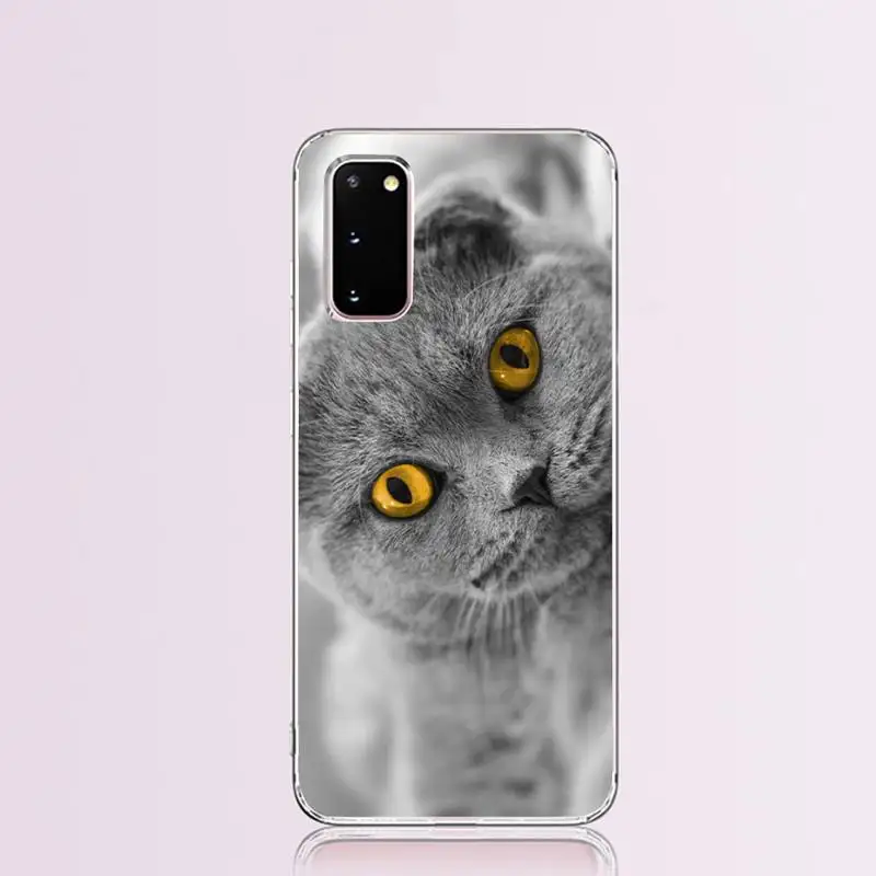 Scottish fold cat Coque Shell Phone Case for Samsung S9 plus S5 S6 S7 edge S8 S10 | Мобильные телефоны и аксессуары