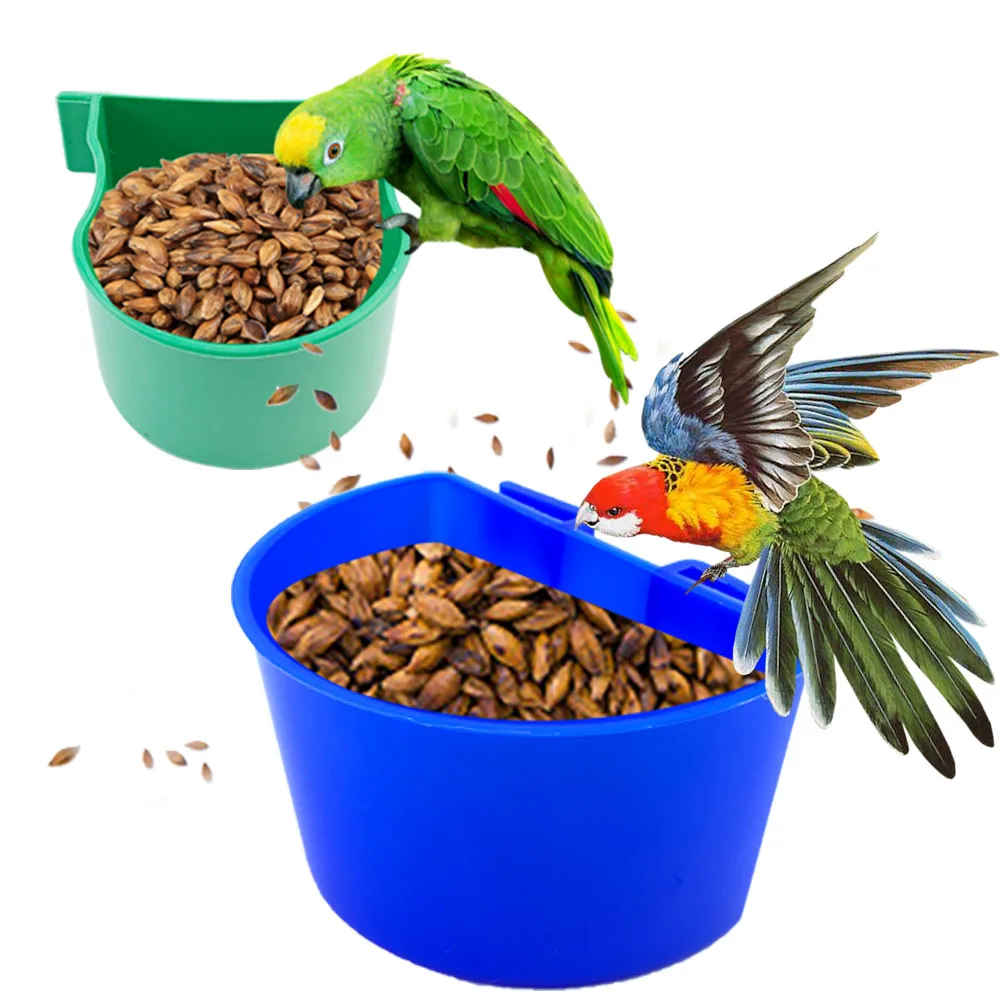 Blue Bird Food
