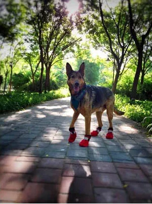 

Waterproof pet shoes autumn and winter warm style soft and comfortable big dog shoes