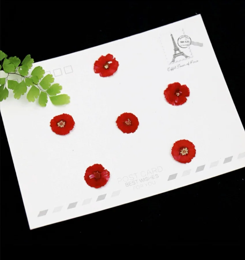 120 шт. цветы Маргаритки для сухих растений эпоксидной смолы подвеска ожерелье