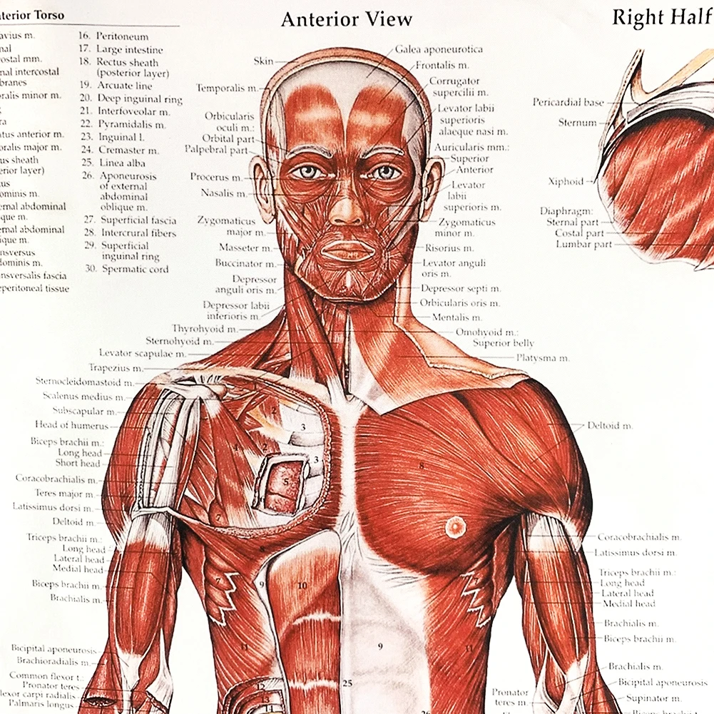 Анатомический плакат. Анатомические плакаты. Мышцы человека. Мышцы схема.