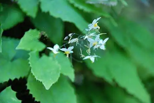 

120pcs Horny Goat Extract 6,690mg (44mg Icariin) Vegetarian ,Man and Woman Supplements