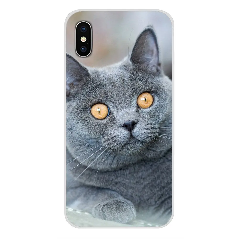 images 8 Для Apple IPhone X XR XS 11Pro MAX 4S 5s 5C SE 6S 7 8 Plus ipod touch 5 6 Британский короткошерстный Кот Топ дизайн силиконовые чехлы - Цвет: images 8