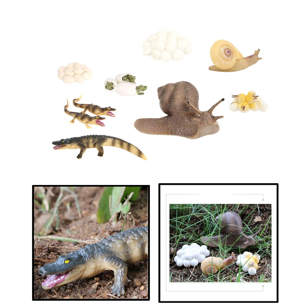 Juego de simulaci&oacute;n de animales para ni&ntilde;os, 2 juegos, figura de cocodrilo, Caracol, proceso de crecimiento-4