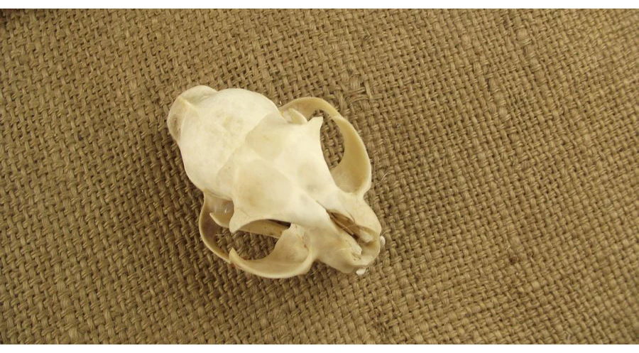 Aqumotic Cat Bones декор 1 шт. животное кошка череп настоящая кость здоровье зубы стоматологические естественные высушенные хороший декорация дом с привидениями