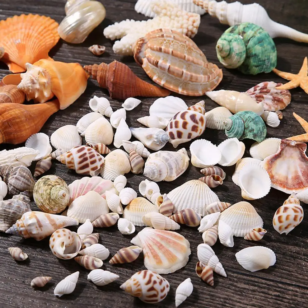 

Aquarium Decor Conch Mixed Starfish Ocean Sea Shells Beach Seashells Coral Party Seashells Home Decorations Fish Tank Sea Star