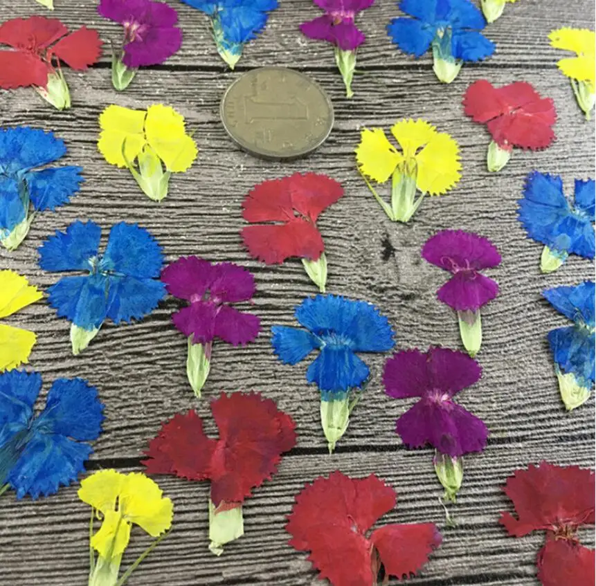 

100pcs Pressed Dried Dianthus Flowers Plant Herbarium For Exopy Resin Jewelry Phone Case Photo Frame Bookmark Postcard Making