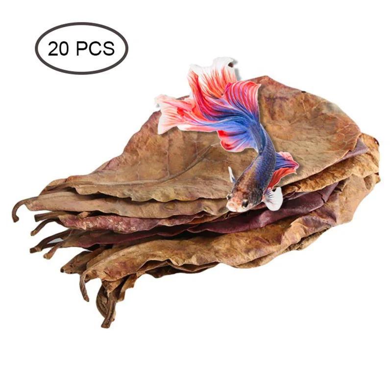 20 шт. натуральные листья Terminalia Catappa индийский остров миндаль Бетта для очистки