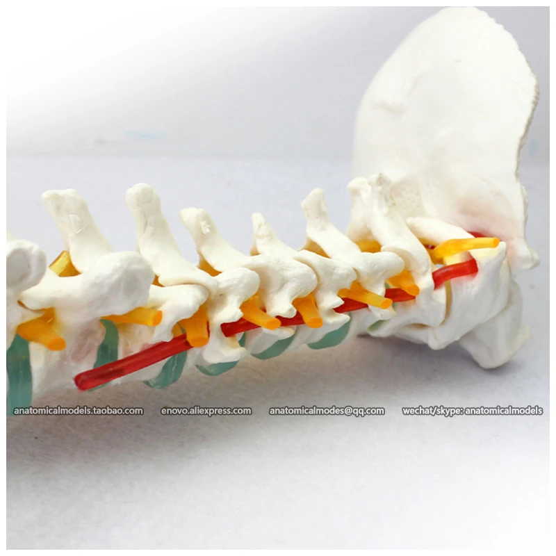 CMAM/12376 позвоночник таз прозрачный синий межпозвонковый диск голова бедра