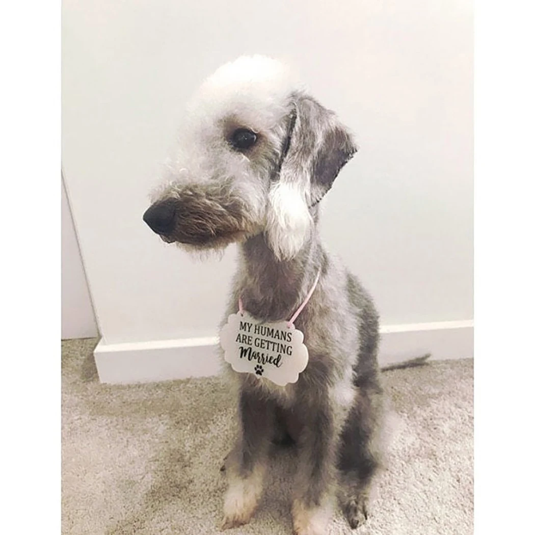 1 шт. Свадебный знак для собаки креативная надпись подвесная доска свадебное