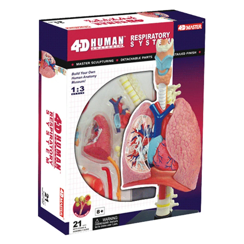 Lung 4d master puzzle Assembling toy human body organ anatomical model medical teaching |