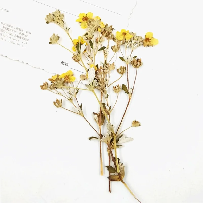 30 шт прессованный высушенный Роза multiflora цветочный с уплотнением для эпоксидной