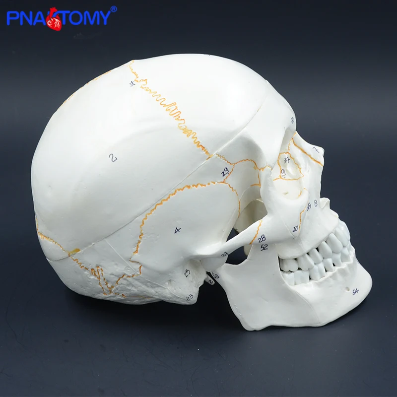 Модель человеческого черепа в натуральную величину анатомическая учебная