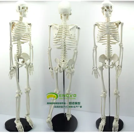 free shipping Medical standard 85cm human body skeleton model manikin