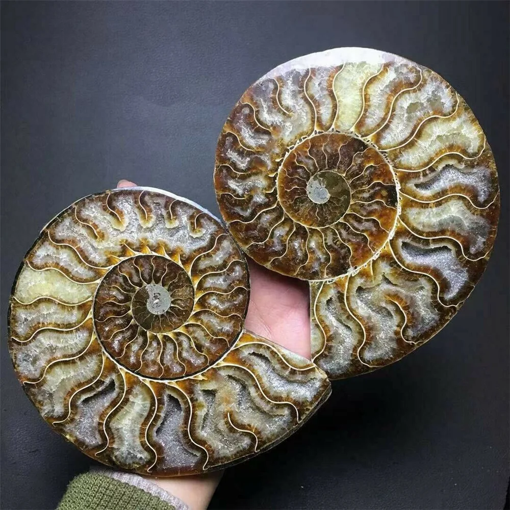 

A Pair Natural Ammonite Fossil Conch quartz Crystal Specimen Reiki Healing