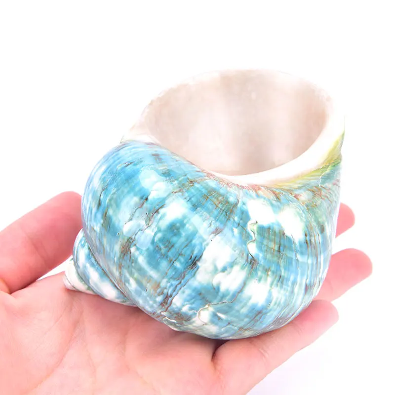 Натуральная ракушка Морская раковина Улитка аквариум украшения рулон моллюсков