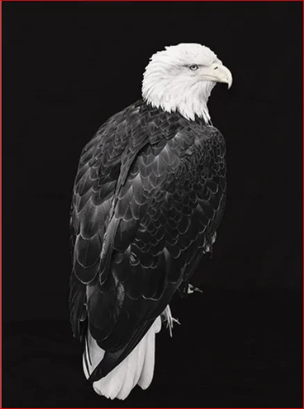 Набор для рисования по номерам на холсте Орл без рамки|Картины номерам| |