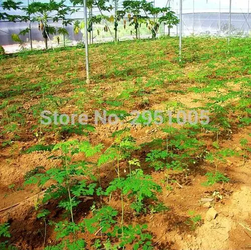 10 шт./пакет Moringa Семена Моринги, Редьки Масличной дерево моринга, съедобные голень дерево бонсай растения для дома и сада