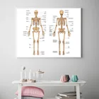 Анатомия человеческого тела, холст, настенный постер, принт, Дидактическая доска, рисунок, украшение для Кабинета
