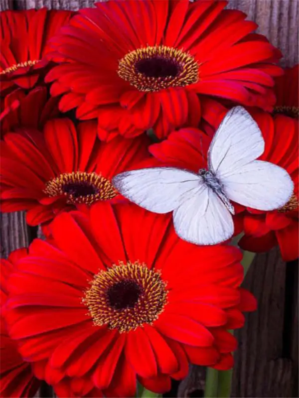 Flower 24 LaoJieYuan кристальная вышивка крестиком красочный цветок украшение дома подарок Круглый 3D diy галька круглая алмазная живопись - Цвет: Flower 24