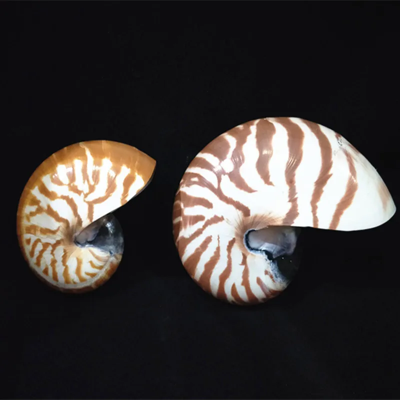 Большой винт 7-13 см натуральный ракушка Nautilus Морская звезда домашний стол