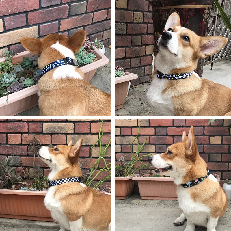 Ошейник для домашних животных поводок собак и кошек поводка щенков регулируемый