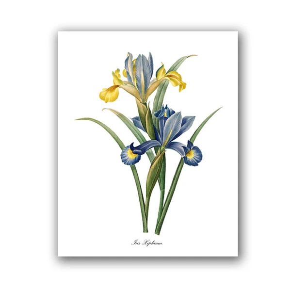 

Живопись на холсте P.J. Redoute Flowers