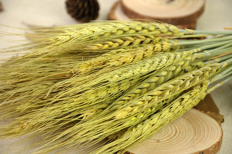 10 шт./лот натуральный сухой хвост кролика трава фон для фотосъемки аксессуары