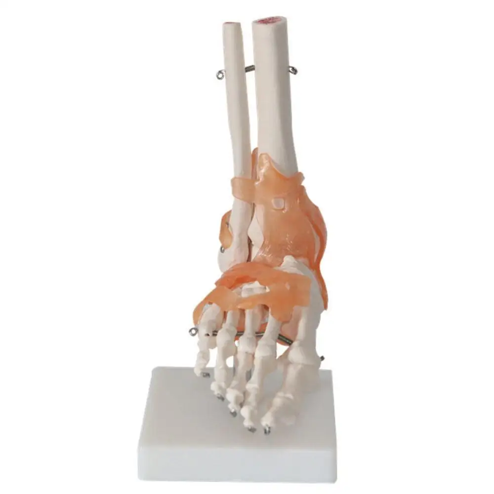 

life size foot joint Ankle joint model Anatomical Human Foot Joints (With artificial ligament) Medical Educational Training Aid