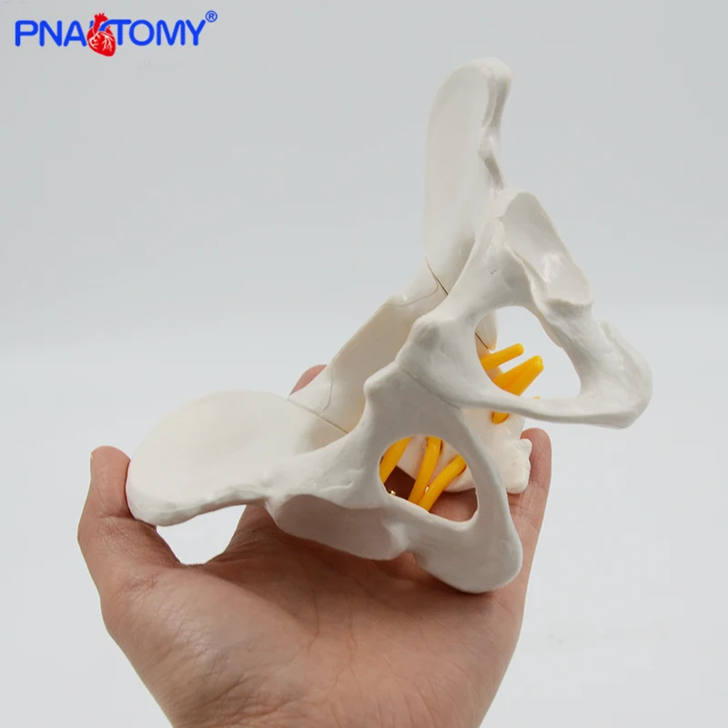 

Mini female anatomical pelvis model skeleton anatomy model pelvic models Teaching Resources Educational Model Props
