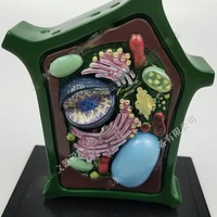plant cell model plant microscopic specimens magnified cell structure bio teaching model display utensils