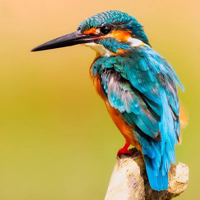 Алмазная 5D картина сделай сам с колибри полная выкладка мозаика вышивка