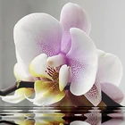 5D алмазная живопись, Бабочка, Орхидея, вышивка крестиком, алмазная вышивка, полноразмерная Алмазная мозаика, картина Рождественского украшения