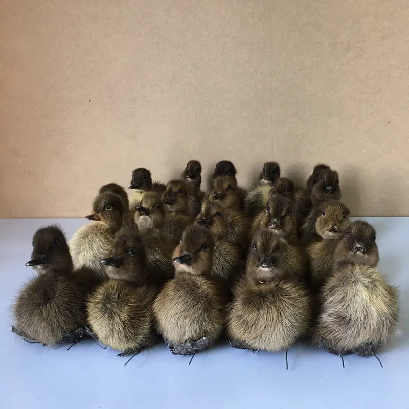 Taxidermy из 20 натуральных утенков милых черных Птиц | Дом и сад