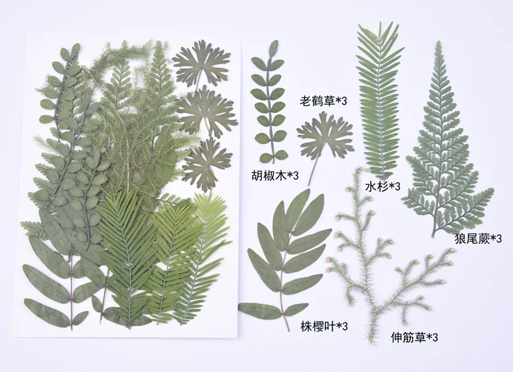 18pcs/bag Nature Pressed leaves petals Real green plant for DIY Art Craft Bookmark Wedding invitation Gift card Decoration | Дом и сад