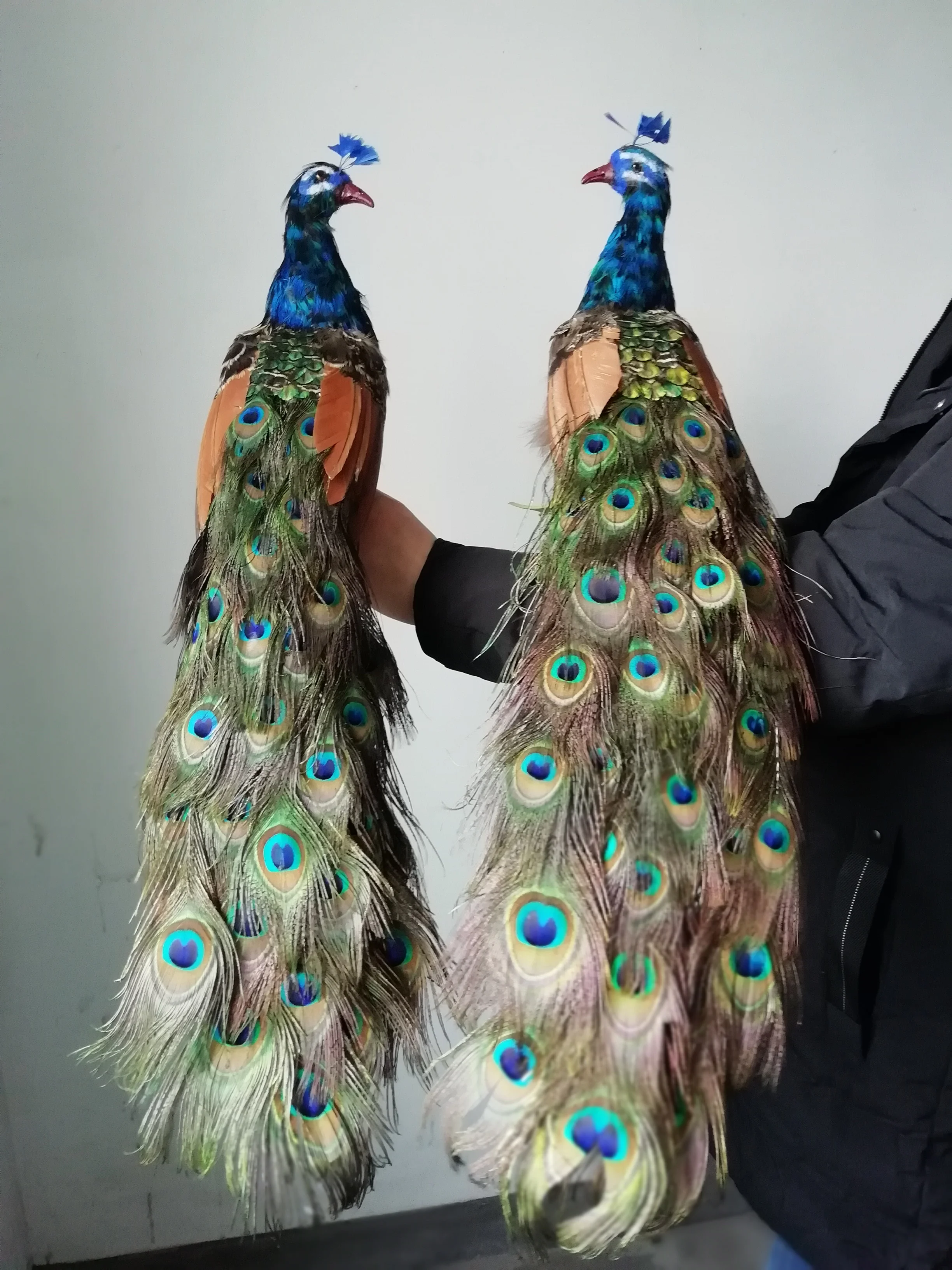Пара новых моделей павлинов в реальной жизни куклы из пенопласта и настоящего