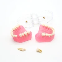 dental clinic study teaching model removable soft gum typodont model for teaching 1set