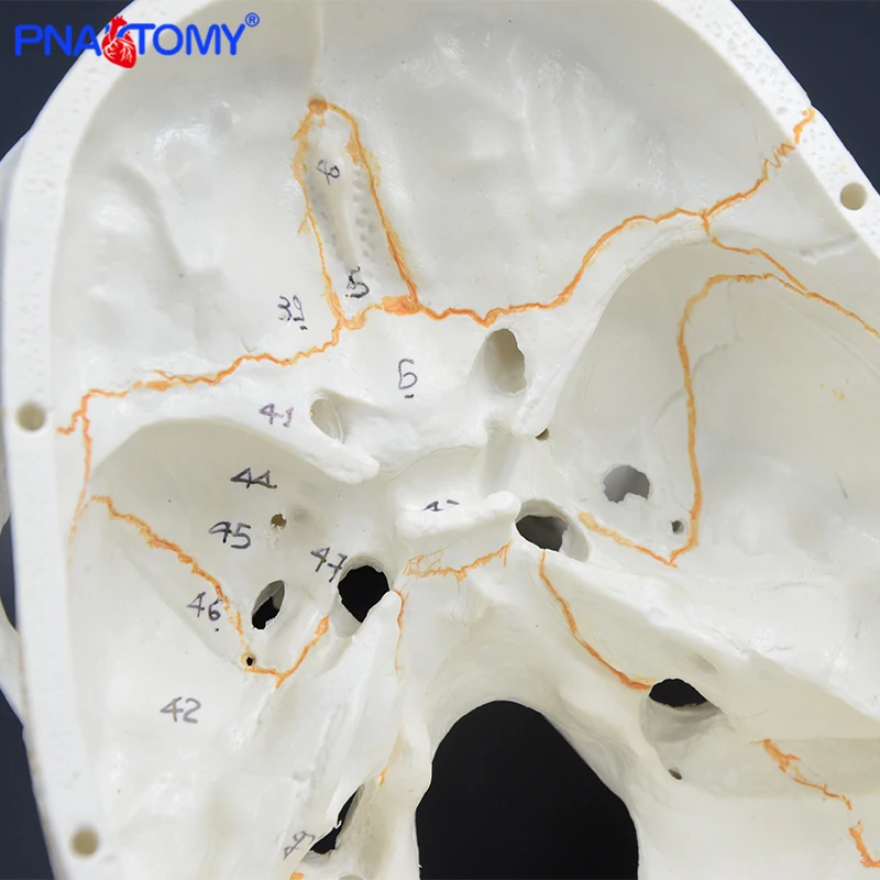 Модель человеческого черепа в натуральную величину анатомическая учебная