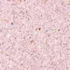 Жидкие обои Silk Plaster  Absolute А243 Лавандовый 4 мкв