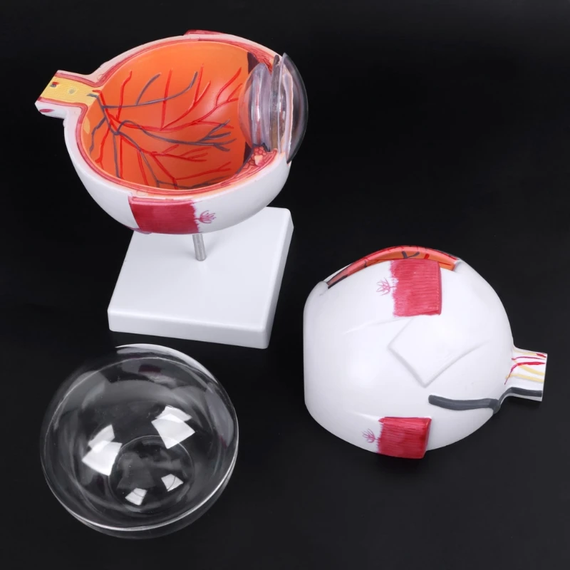 

Human Anatomical Natural Eyeball Model Learning Aid Teaching Instrument