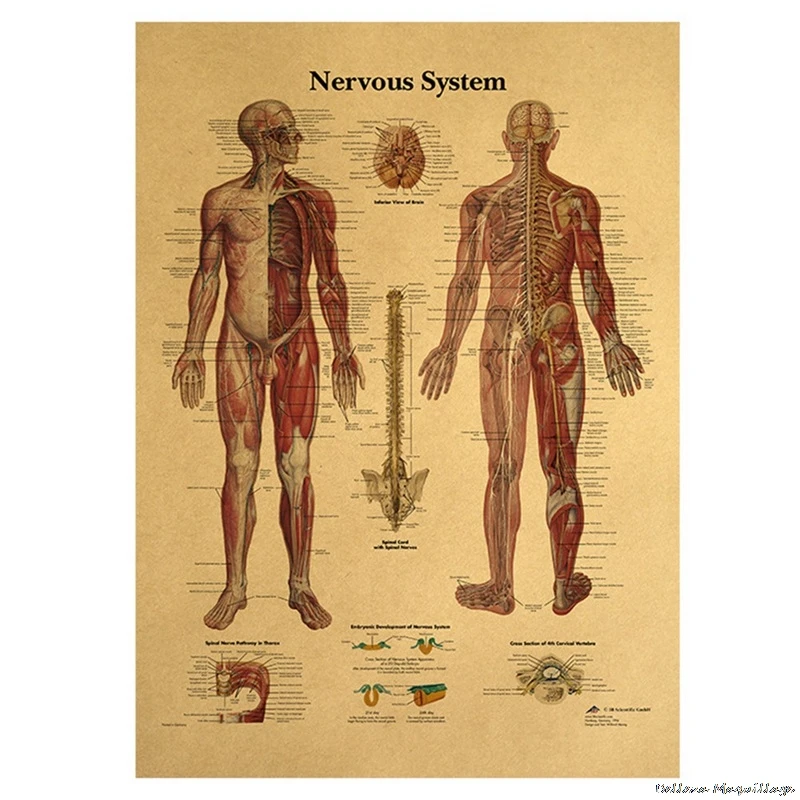 Иллюстрация человеческого тела-скелет ВИНТАЖНЫЙ ПЛАКАТ на крафт-бумаге
