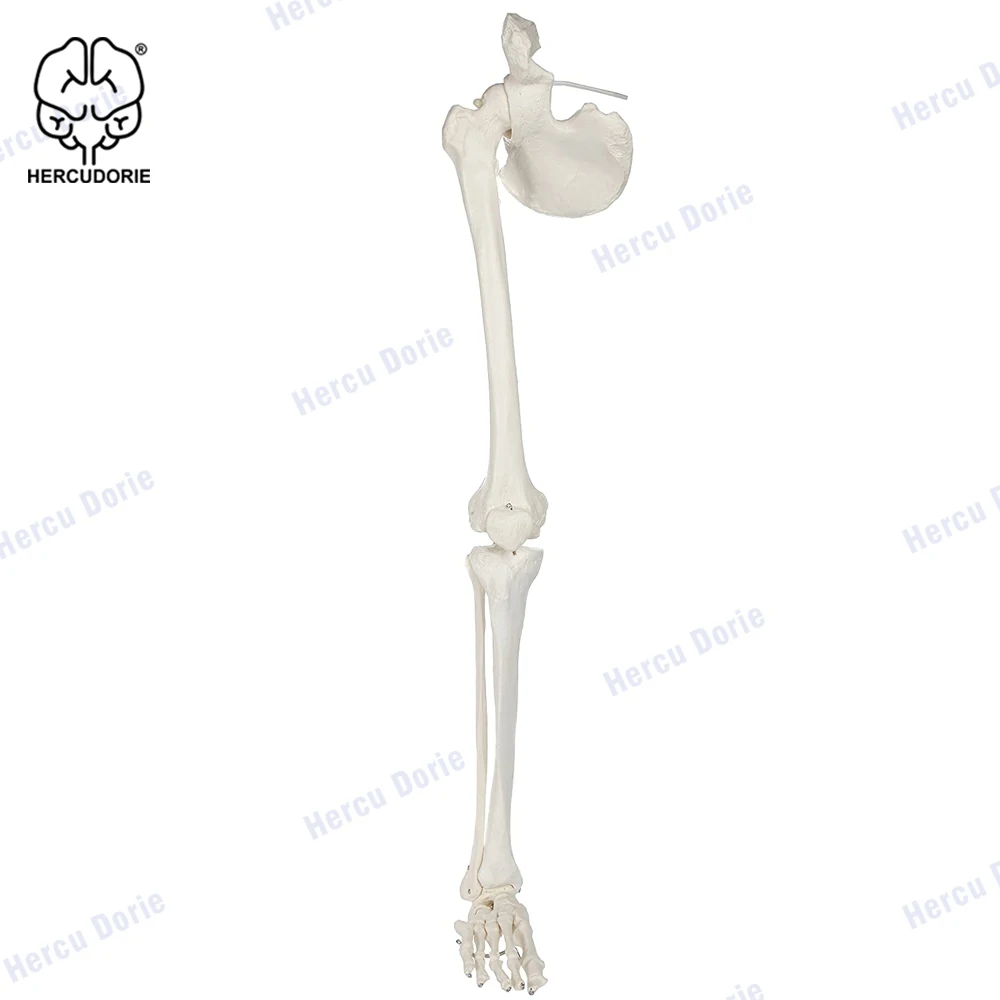 Набор скелетонов для ног Scientific анатомическая модель 36 дюймов со всеми костями