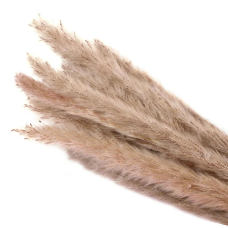 beige 15 шт. сушеные маленькие пампасы трава Phragmites украшения для дома, отеля, свадьбы SLC88 - Цвет: beige