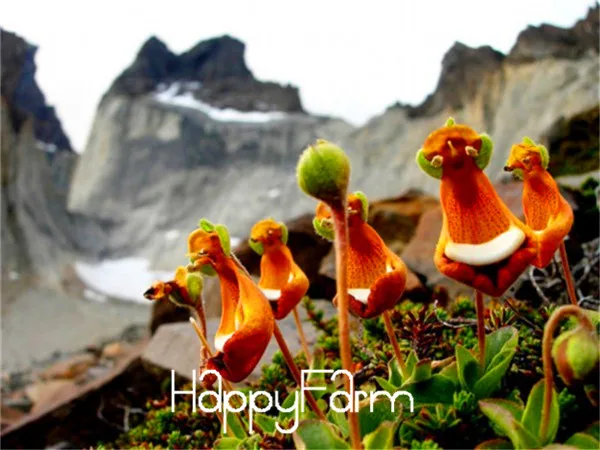 Calceolaria uniflora растения 200 шт инопланетяне Цветочные плантации сад DIY бонсай экзотические растения Цветочные Цветы легко сажать,# RC9TZO