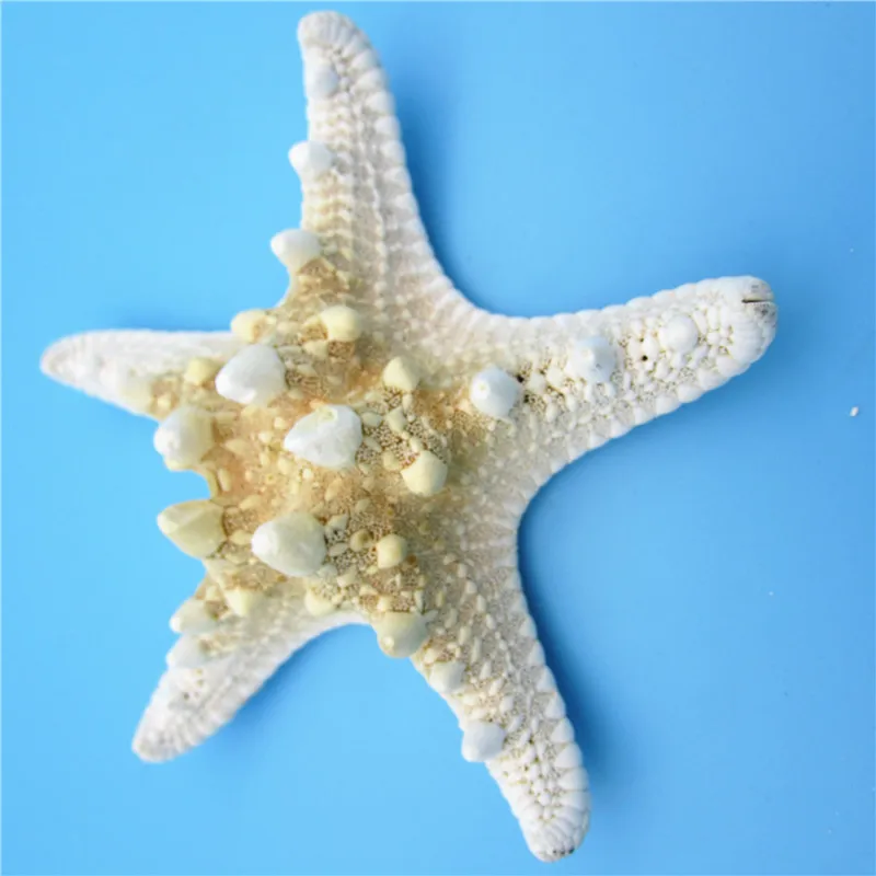 2pcs Natural Starfish Sea Star shell Making DIY Craft Decor | Дом и сад