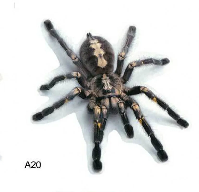 

Трехмерная Автомобильная наклейка, паук, искусственная наклейка на хвост автомобиля, Реалистичная модификация, Декор