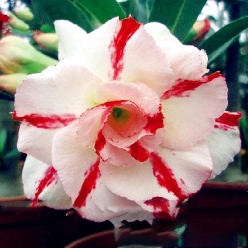 

100Pcs Ranton Garden Adenium Obesum Seeds Nature Rare Beautiful Pretty Desert Rose Flower Essence Incense YN2F