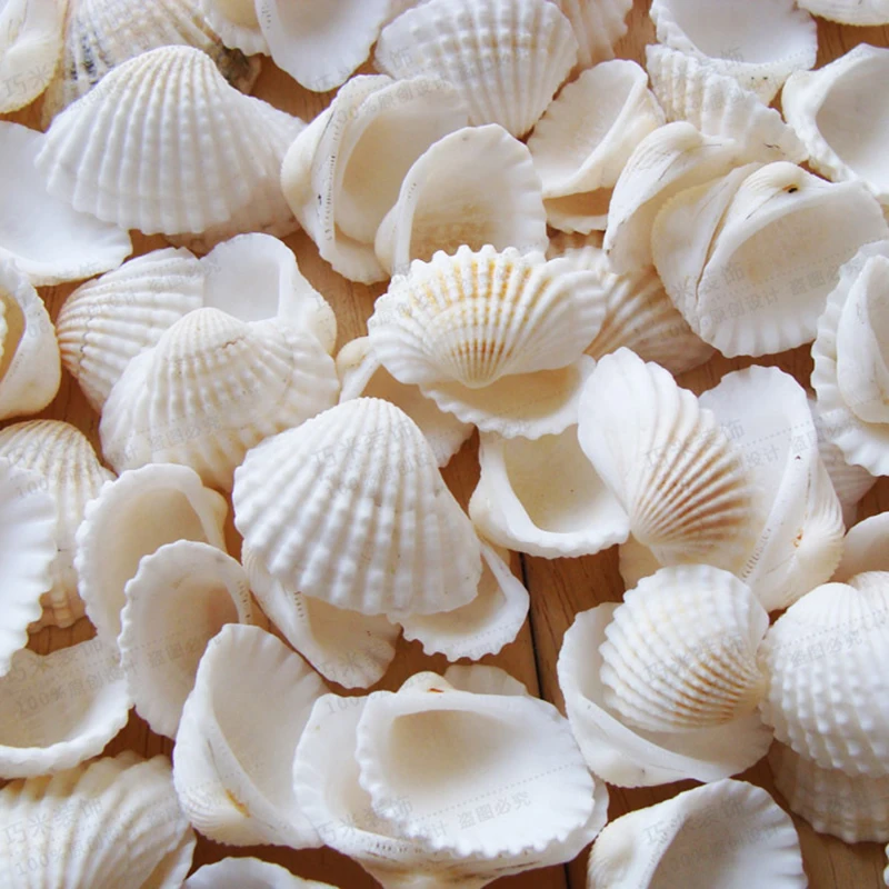 

20pcs Aquarium Seashells Craft Decor Natural DIY Shell Conch Starfish Landscape Tank Decorative Ornaments Nautical Home Decor