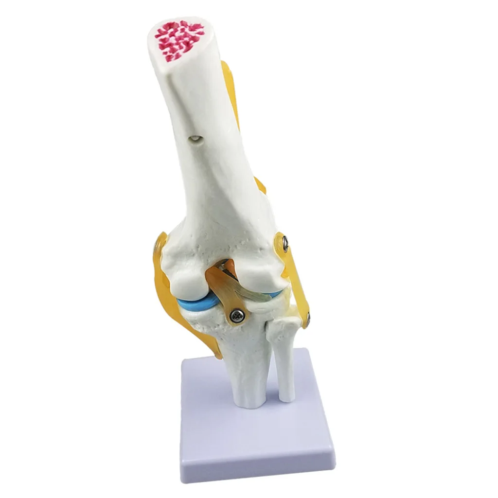 Estructura de esqueleto de anatom&iacute;a humana para articulaci&oacute;n de rodilla, modelo de laboratorio, demostraci&oacute;n-3